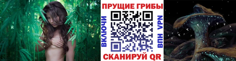 Псилоцибиновые грибы мицелий  Купить где  Макаров 